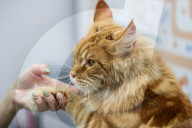 FEATURE - Katzenpflege in Novosibirsk, Russland
