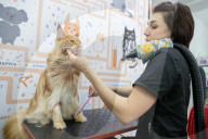 FEATURE - Katzenpflege in Novosibirsk, Russland
