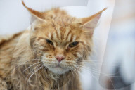 FEATURE - Katzenpflege in Novosibirsk, Russland
