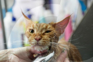 FEATURE - Katzenpflege in Novosibirsk, Russland
