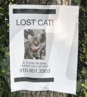 PEOPLE - Justin Biebers geliebte Katze Sushi wurde endlich wieder gefunden