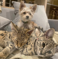 PEOPLE - Justin Biebers geliebte Katze Sushi wurde endlich wieder gefunden