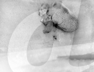 Glass plate mono negative