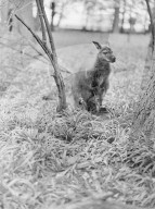 Glass plate mono negative