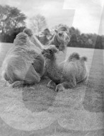 Glass plate mono negative