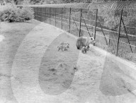 Glass plate mono negative