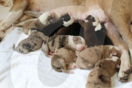 FEATURE -  Riesenwurf - Bulldog-Hündin Cali bringt 20 Welpen zur Welt