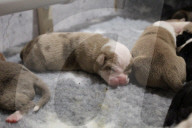FEATURE -  Riesenwurf - Bulldog-Hündin Cali bringt 20 Welpen zur Welt