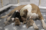 FEATURE -  Riesenwurf - Bulldog-Hündin Cali bringt 20 Welpen zur Welt