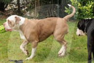 FEATURE -  Riesenwurf - Bulldog-Hündin Cali bringt 20 Welpen zur Welt