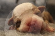 FEATURE -  Riesenwurf - Bulldog-Hündin Cali bringt 20 Welpen zur Welt