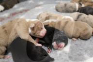 FEATURE -  Riesenwurf - Bulldog-Hündin Cali bringt 20 Welpen zur Welt