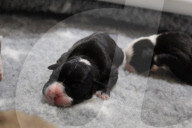FEATURE -  Riesenwurf - Bulldog-Hündin Cali bringt 20 Welpen zur Welt