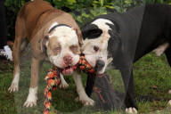 FEATURE -  Riesenwurf - Bulldog-Hündin Cali bringt 20 Welpen zur Welt