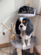 FEATURE - Kurioses Tier-Trio:  Kaninchen, Katze und Hund sind beste Freunde