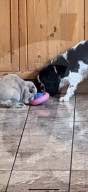 FEATURE - Kurioses Tier-Trio:  Kaninchen, Katze und Hund sind beste Freunde