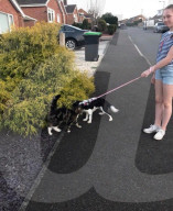 FEATURE - Kurioses Tier-Trio:  Kaninchen, Katze und Hund sind beste Freunde