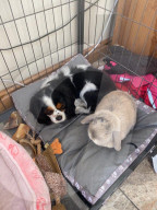 FEATURE - Kurioses Tier-Trio:  Kaninchen, Katze und Hund sind beste Freunde