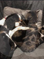 FEATURE - Kurioses Tier-Trio:  Kaninchen, Katze und Hund sind beste Freunde