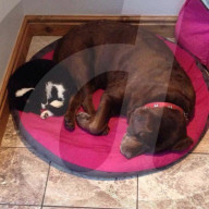 FEATURE - Kurioses Tier-Trio:  Kaninchen, Katze und Hund sind beste Freunde
