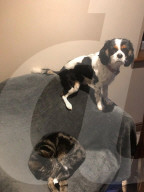 FEATURE - Kurioses Tier-Trio:  Kaninchen, Katze und Hund sind beste Freunde