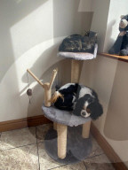FEATURE - Kurioses Tier-Trio:  Kaninchen, Katze und Hund sind beste Freunde