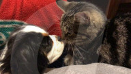 FEATURE - Kurioses Tier-Trio:  Kaninchen, Katze und Hund sind beste Freunde