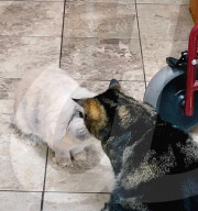 FEATURE - Kurioses Tier-Trio:  Kaninchen, Katze und Hund sind beste Freunde