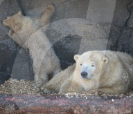 FEATURE - Das kleine Eisbärenbaby spielt ausgelassen im Zoo Hannover mit Mutter Milana 