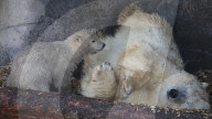 FEATURE - Das kleine Eisbärenbaby spielt ausgelassen im Zoo Hannover mit Mutter Milana 