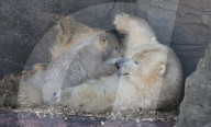 FEATURE - Das kleine Eisbärenbaby spielt ausgelassen im Zoo Hannover mit Mutter Milana 