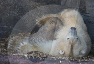 FEATURE - Das kleine Eisbärenbaby spielt ausgelassen im Zoo Hannover mit Mutter Milana 