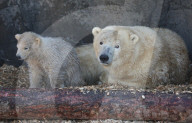 FEATURE - Das kleine Eisbärenbaby spielt ausgelassen im Zoo Hannover mit Mutter Milana 