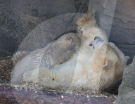 FEATURE - Das kleine Eisbärenbaby spielt ausgelassen im Zoo Hannover mit Mutter Milana 