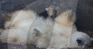 FEATURE - Das kleine Eisbärenbaby spielt ausgelassen im Zoo Hannover mit Mutter Milana 