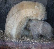 FEATURE - Das kleine Eisbärenbaby spielt ausgelassen im Zoo Hannover mit Mutter Milana 