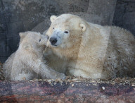 FEATURE - Das kleine Eisbärenbaby spielt ausgelassen im Zoo Hannover mit Mutter Milana 