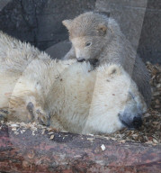 FEATURE - Das kleine Eisbärenbaby spielt ausgelassen im Zoo Hannover mit Mutter Milana 