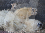 FEATURE - Das kleine Eisbärenbaby spielt ausgelassen im Zoo Hannover mit Mutter Milana 