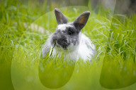 FEATURE - Der Osterhase ist im Anmarsch