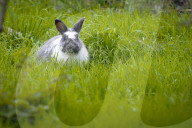 FEATURE - Der Osterhase ist im Anmarsch