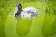 FEATURE - Der Osterhase ist im Anmarsch