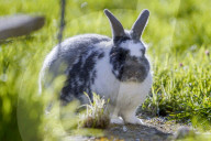 FEATURE - Der Osterhase ist im Anmarsch