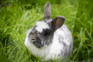 FEATURE - Der Osterhase ist im Anmarsch
