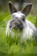 FEATURE - Der Osterhase ist im Anmarsch