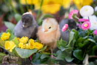 FEATURE - Drei süsse flauschige Küken geniessen die Frühlingssonne