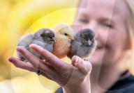 FEATURE - Drei süsse flauschige Küken geniessen die Frühlingssonne