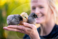 FEATURE - Drei süsse flauschige Küken geniessen die Frühlingssonne