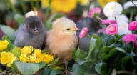 FEATURE - Drei süsse flauschige Küken geniessen die Frühlingssonne