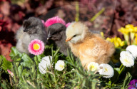 FEATURE - Drei süsse flauschige Küken geniessen die Frühlingssonne